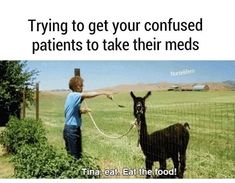 a person holding a llama in their hand and the caption says, trying to get your confused patients to take their meds