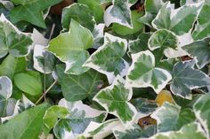 green and white leaves are growing on the ground