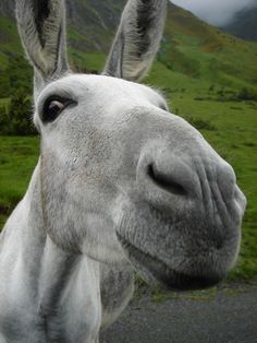 a close up of a horse's face with mountains in the background