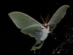 a large green and white moth sitting on top of a tree branch in the dark