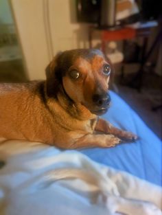 a brown dog laying on top of a bed