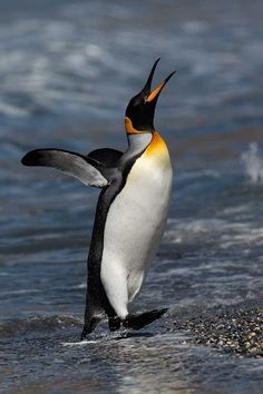 a penguin standing in the water with its wings spread