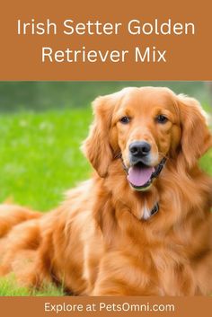 a golden retriever sitting in the grass with its tongue out