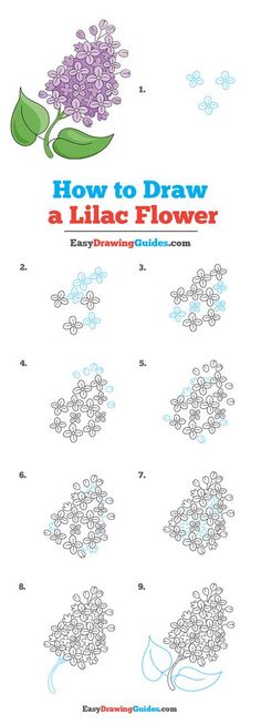 how to draw a lilac flower with easy drawings for kids and adults, including instructions