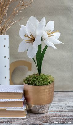 a white flower sitting in a pot on top of a table next to some books