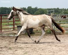 a white horse running in an enclosed area