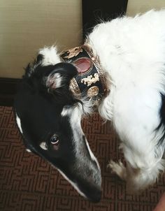 a black and white dog with a mask on it's head standing next to a person