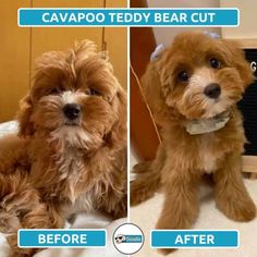 the before and after photos of a dog grooming