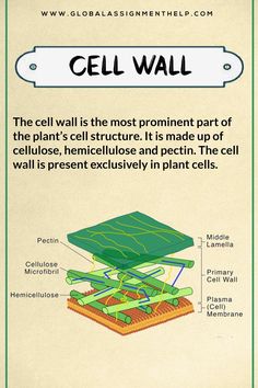 the cell wall is the most prominent part of the plant's structure it is made up of cellulars, heliccilose and pectin