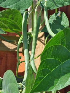 green beans are growing on the plant with large leaves in the foreground and behind them is a wooden fence