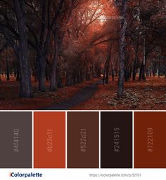 the color palette is red, brown, and orange in this forest with leaves on the ground