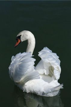 a white swan floating on top of a body of water