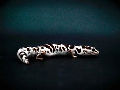 a black and white gecko laying on top of a dark surface with its head turned to the side