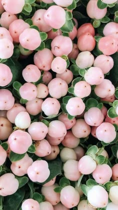 small pink berries with green leaves on them