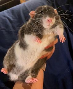 a person holding a small rat in their hand on a blue sheeted surface, with the rat looking at the camera