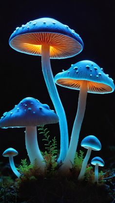 three glowing mushrooms in the dark with moss