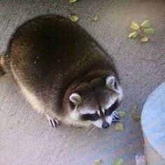 a raccoon sitting on the ground looking up