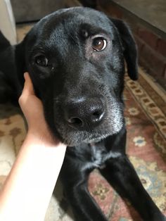 a black dog is being petted by a person's hand on the floor