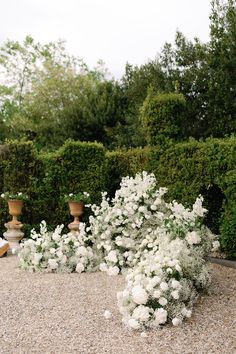 white flowers are growing in the middle of a gravel area with two urns on either side