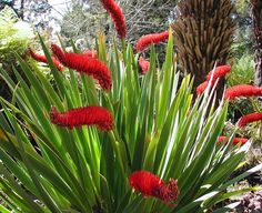 red flowers are blooming in the middle of a garden with large palm trees behind them