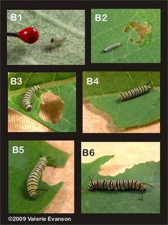 the life cycle of a caterpillar on a leaf with four pictures showing it's stages