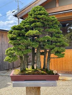 a bonsai tree in a pot on top of a wooden post outside a house