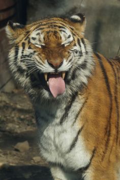 a close up of a tiger with its mouth open