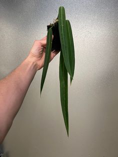 a person holding up a green plant in their hand