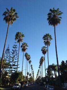 palm trees line the street as cars drive by