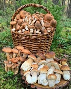 a basket filled with mushrooms sitting on top of a forest floor