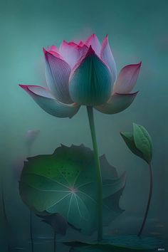 two pink flowers with green leaves floating in the water on a foggy day at night