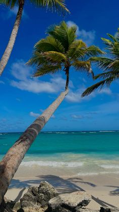 two palm trees leaning over on the beach