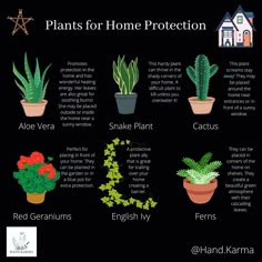 plants for home protection in pots