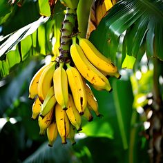 bunches of bananas hanging from a banana tree