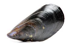 a close up of a clam on a white background