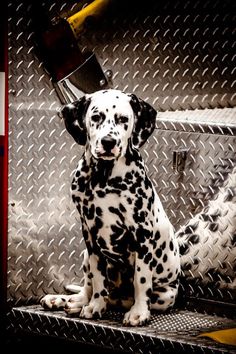 a dalmatian dog sitting in the back of a truck