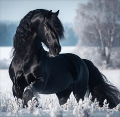 a black horse standing in the snow with it's head on its hind legs