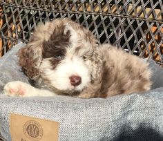 a small dog laying on top of a gray and white blanket next to a basket