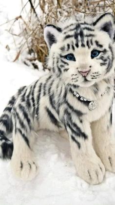 a white tiger cub sitting in the snow