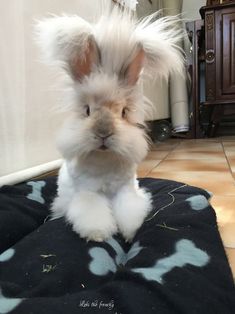 a fluffy white rabbit sitting on top of a blanket