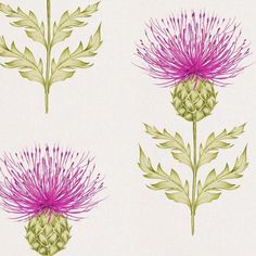 three different types of thistle flowers on a white background with green leaves and purple blooms