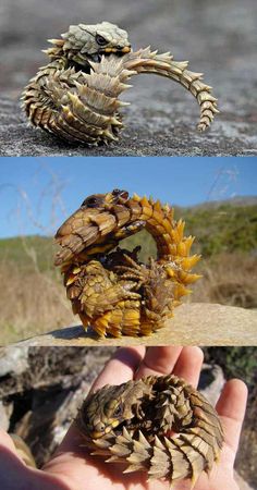 a hand holding a small pine cone in it's palm, and another photo of the