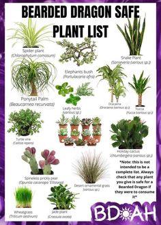 a poster with different types of plants and their names in purple text that says bearded dragon safe plant list