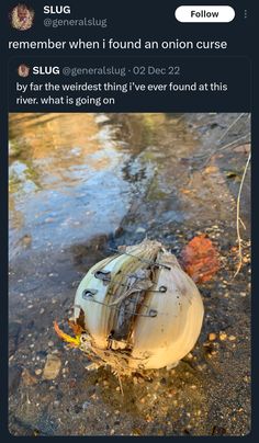 an onion sitting on top of a river next to a fallen leaf covered tree branch