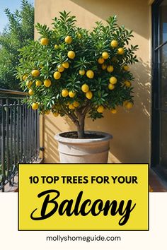 a potted lemon tree with the words 10 top trees for your balcony