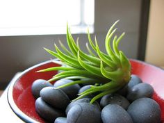 a red bowl filled with black rocks and an air plant in it's center