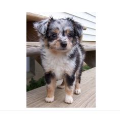 a small dog standing on top of a wooden deck