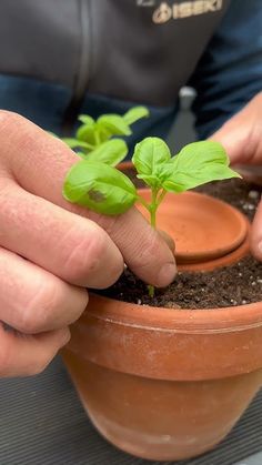 a person holding a potted plant in their hands