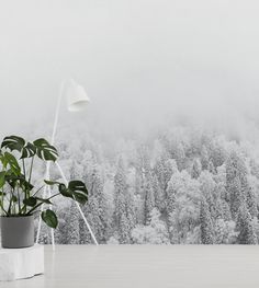 a potted plant sitting on top of a wooden table next to a wall covered in snow