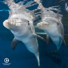 two dolphins are swimming in the water